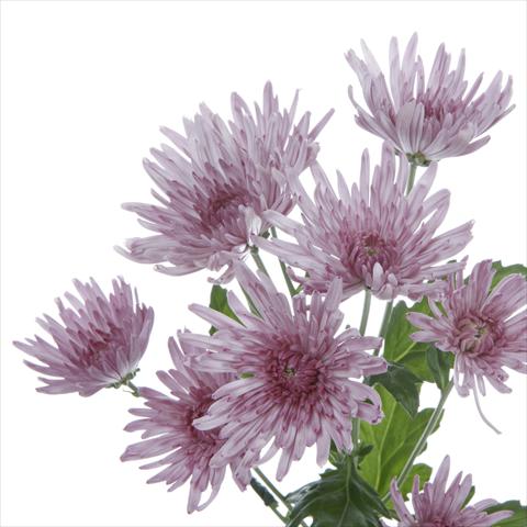 Photos von Blumenvarianten benutzt als: Topf und Beet Chrysanthemum Anastasia Lilac