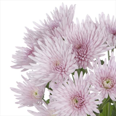 Photos von Blumenvarianten benutzt als: Topf und Beet Chrysanthemum Anastasia Pink
