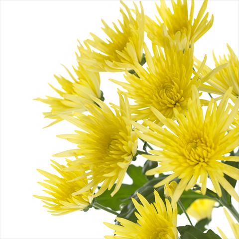 Photos von Blumenvarianten benutzt als: Topf und Beet Chrysanthemum Anastasia Sunny