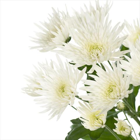 Photos von Blumenvarianten benutzt als: Topf und Beet Chrysanthemum Anastasia