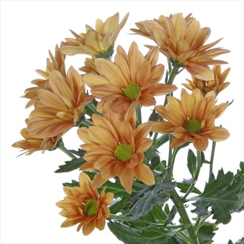 Photos von Blumenvarianten benutzt als: Topf und Beet Chrysanthemum Asenka Orange