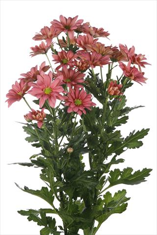 Photos von Blumenvarianten benutzt als: Topf und Beet Chrysanthemum Asenka Salmon