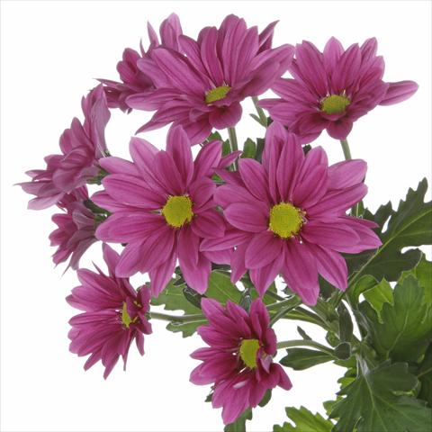 Photos von Blumenvarianten benutzt als: Topf und Beet Chrysanthemum Asenka Splendid