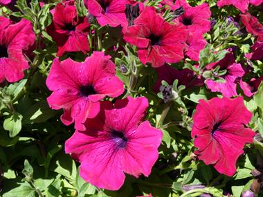 Photos von Blumenvarianten benutzt als: Ampel/Topf Petunia pendula Planet New Purple