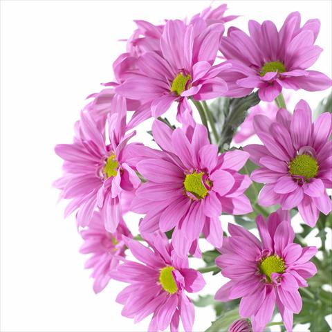 Photos von Blumenvarianten benutzt als: Topf und Beet Chrysanthemum Asenka