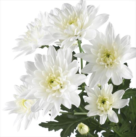 Photos von Blumenvarianten benutzt als: Topf und Beet Chrysanthemum Baltica