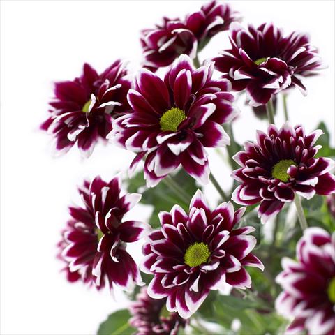 Photos von Blumenvarianten benutzt als: Topf und Beet Chrysanthemum Barletta