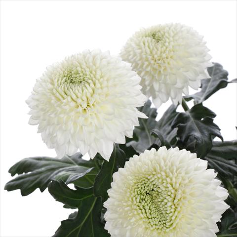 Photos von Blumenvarianten benutzt als: Topf und Beet Chrysanthemum Boula