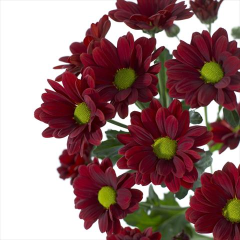 Photos von Blumenvarianten benutzt als: Topf und Beet Chrysanthemum Cayenne