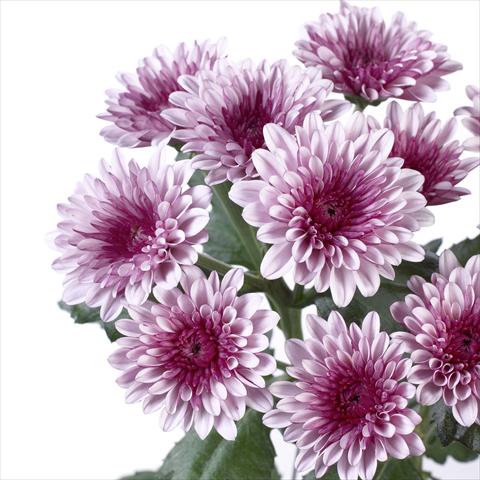Photos von Blumenvarianten benutzt als: Topf und Beet Chrysanthemum Cefalu