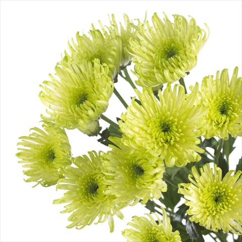 Photos von Blumenvarianten benutzt als: Topf und Beet Chrysanthemum Delianne Green