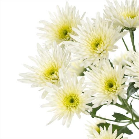 Photos von Blumenvarianten benutzt als: Topf und Beet Chrysanthemum Delianne White
