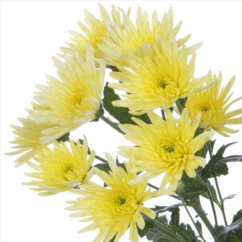 Photos von Blumenvarianten benutzt als: Topf und Beet Chrysanthemum Delianne Yellow