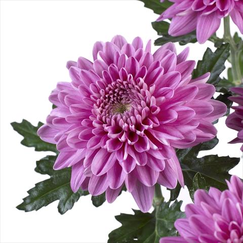 Photos von Blumenvarianten benutzt als: Topf und Beet Chrysanthemum Desna
