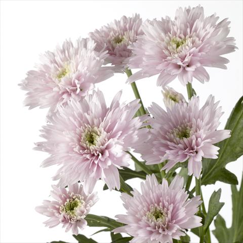 Photos von Blumenvarianten benutzt als: Topf und Beet Chrysanthemum Diantha