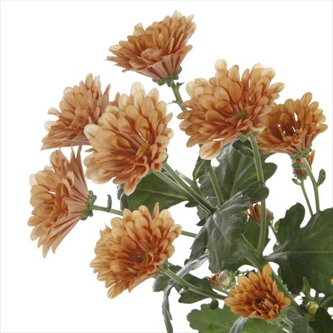 Photos von Blumenvarianten benutzt als: Topf und Beet Chrysanthemum Dublin Dark Orange