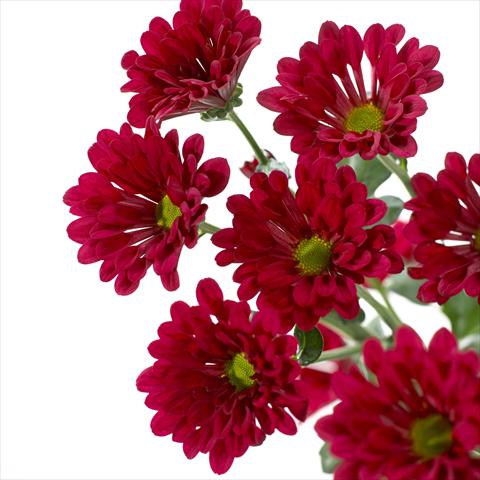 Photos von Blumenvarianten benutzt als: Topf und Beet Chrysanthemum Dublin