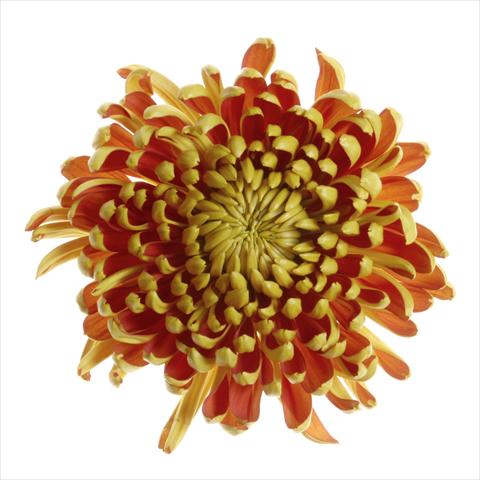 Photos von Blumenvarianten benutzt als: Topf und Beet Chrysanthemum Fuego