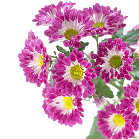 Photos von Blumenvarianten benutzt als: Topf und Beet Chrysanthemum Hastings