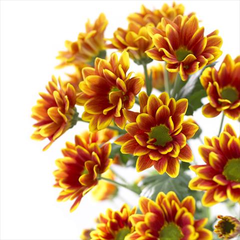 Photos von Blumenvarianten benutzt als: Topf und Beet Chrysanthemum Kastelli