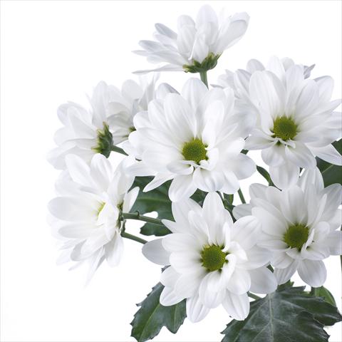 Photos von Blumenvarianten benutzt als: Topf und Beet Chrysanthemum Manadou