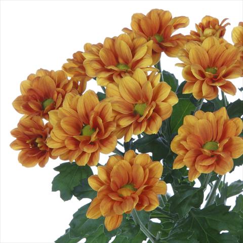 Photos von Blumenvarianten benutzt als: Topf und Beet Chrysanthemum Managua Orange