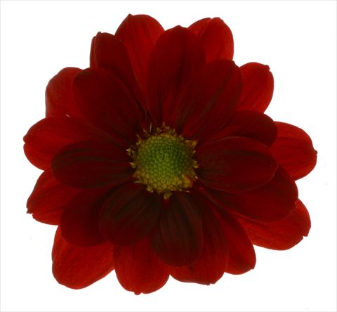 Photos von Blumenvarianten benutzt als: Topf und Beet Chrysanthemum Managua Red
