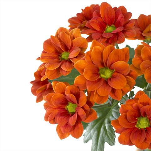 Photos von Blumenvarianten benutzt als: Topf und Beet Chrysanthemum Managua