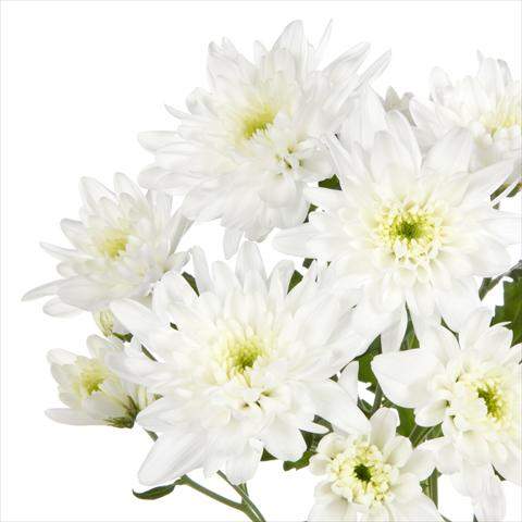 Photos von Blumenvarianten benutzt als: Topf und Beet Chrysanthemum Milano White