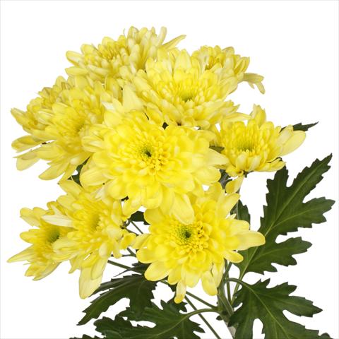 Photos von Blumenvarianten benutzt als: Topf und Beet Chrysanthemum Milano Yellow