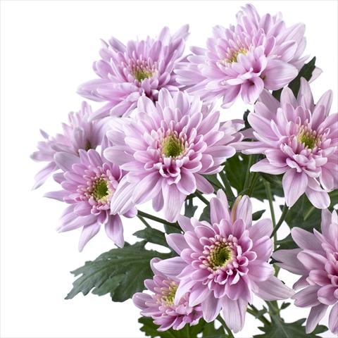 Photos von Blumenvarianten benutzt als: Topf und Beet Chrysanthemum Milano