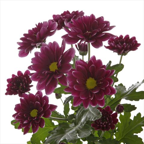 Photos von Blumenvarianten benutzt als: Topf und Beet Chrysanthemum Orinoco Dark