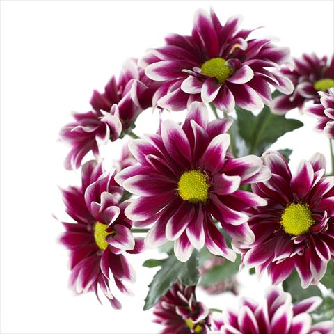 Photos von Blumenvarianten benutzt als: Topf und Beet Chrysanthemum Orinoco