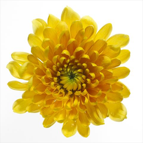 Photos von Blumenvarianten benutzt als: Topf und Beet Chrysanthemum Panama
