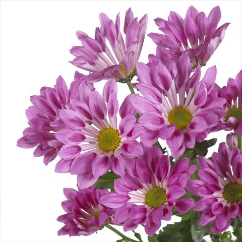 Photos von Blumenvarianten benutzt als: Topf und Beet Chrysanthemum Rambla