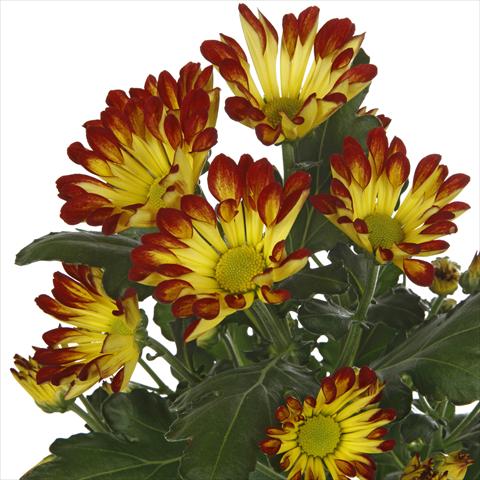 Photos von Blumenvarianten benutzt als: Topf und Beet Chrysanthemum Roma Dark
