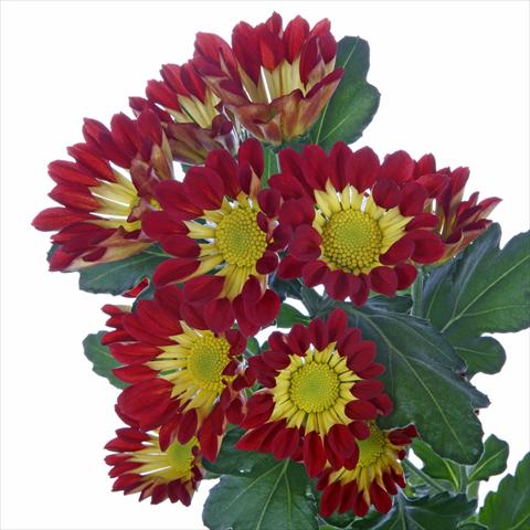 Photos von Blumenvarianten benutzt als: Topf und Beet Chrysanthemum Roma Red