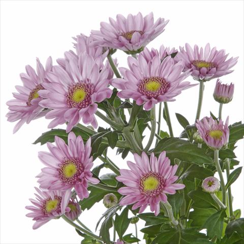 Photos von Blumenvarianten benutzt als: Topf und Beet Chrysanthemum Samos Dark