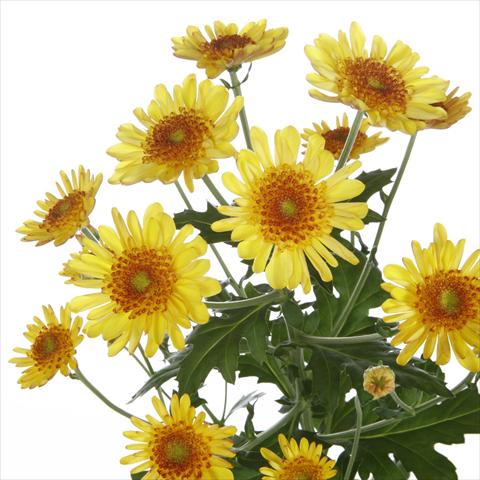 Photos von Blumenvarianten benutzt als: Topf und Beet Chrysanthemum Samos Yellow