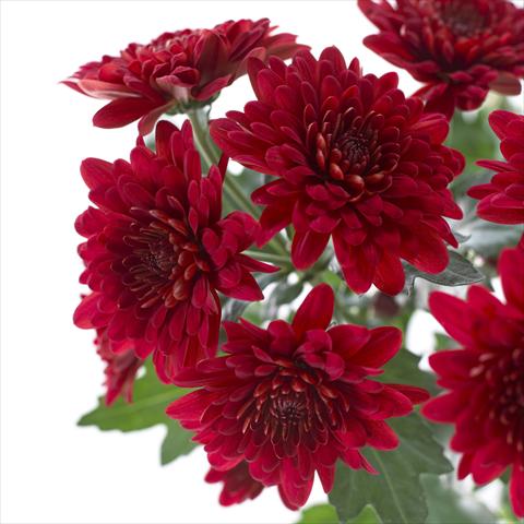 Photos von Blumenvarianten benutzt als: Topf und Beet Chrysanthemum Sienna