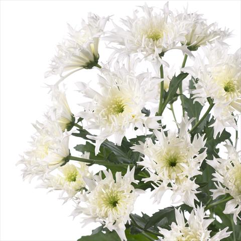 Photos von Blumenvarianten benutzt als: Topf und Beet Chrysanthemum Spinelli