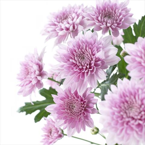 Photos von Blumenvarianten benutzt als: Topf und Beet Chrysanthemum Venice