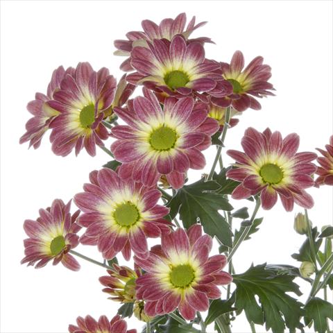 Photos von Blumenvarianten benutzt als: Topf und Beet Chrysanthemum Vulcano Dark
