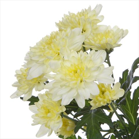 Photos von Blumenvarianten benutzt als: Topf und Beet Chrysanthemum Zembla Cream