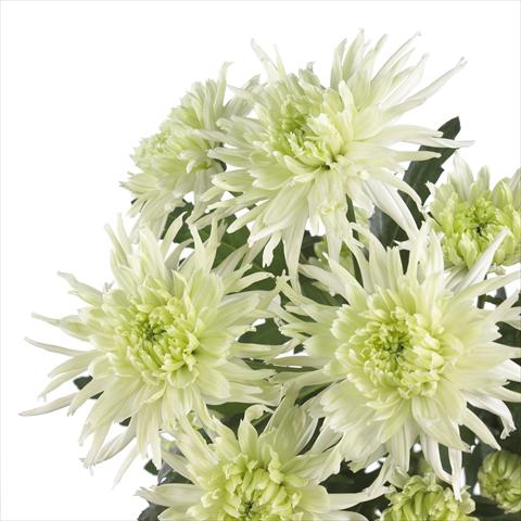Photos von Blumenvarianten benutzt als: Topf und Beet Chrysanthemum Zembla Funky