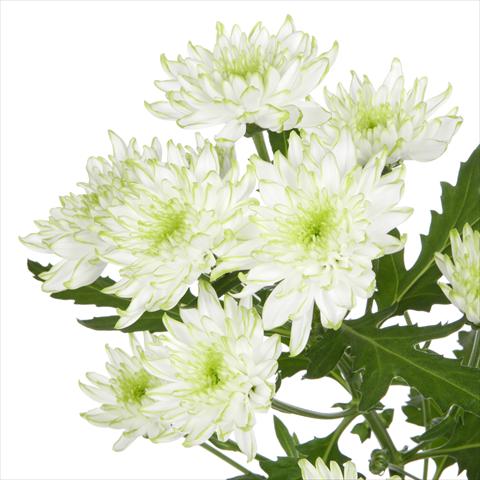 Photos von Blumenvarianten benutzt als: Topf und Beet Chrysanthemum Zembla Lime