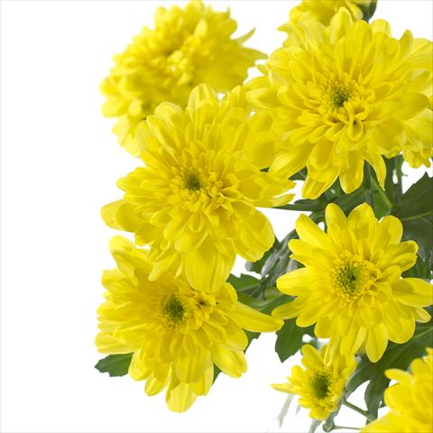Photos von Blumenvarianten benutzt als: Topf und Beet Chrysanthemum Zembla Sunny