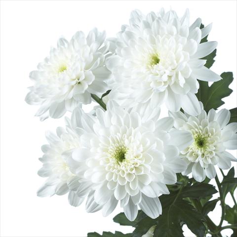 Photos von Blumenvarianten benutzt als: Topf und Beet Chrysanthemum Zembla White