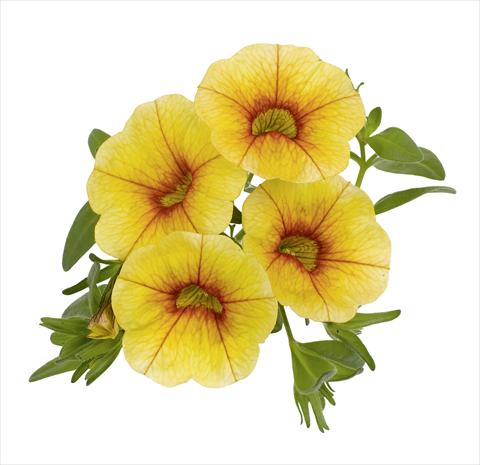 Photos von Blumenvarianten benutzt als: Topf, Terrasse, Ampel. Calibrachoa RED FOX Aloha® Gold