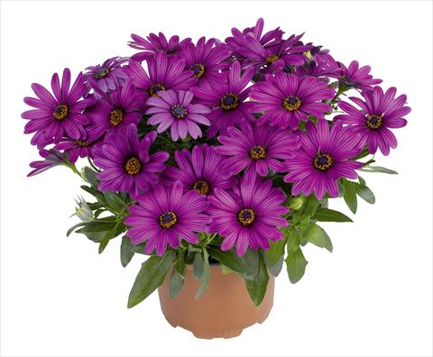 Photos von Blumenvarianten benutzt als: Topf und Beet Osteospermum RED FOX Swing Purple